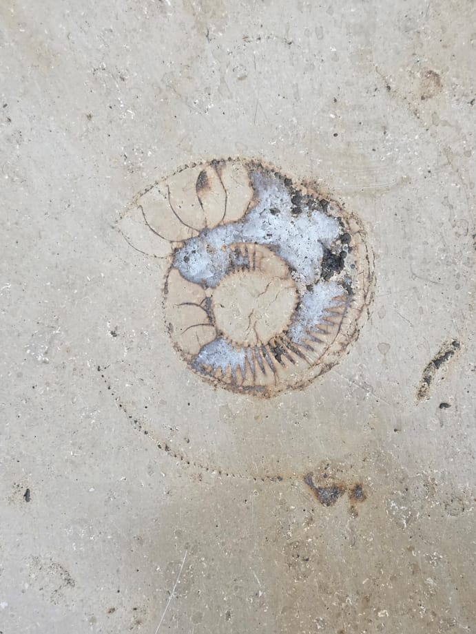 An ammonite fossil in the floor of Grand Arcade.