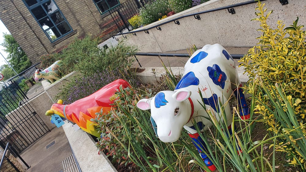 Cambridge cows