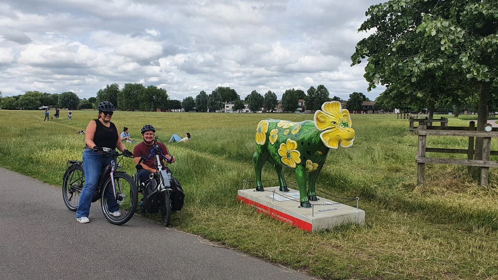 Cambridge cows