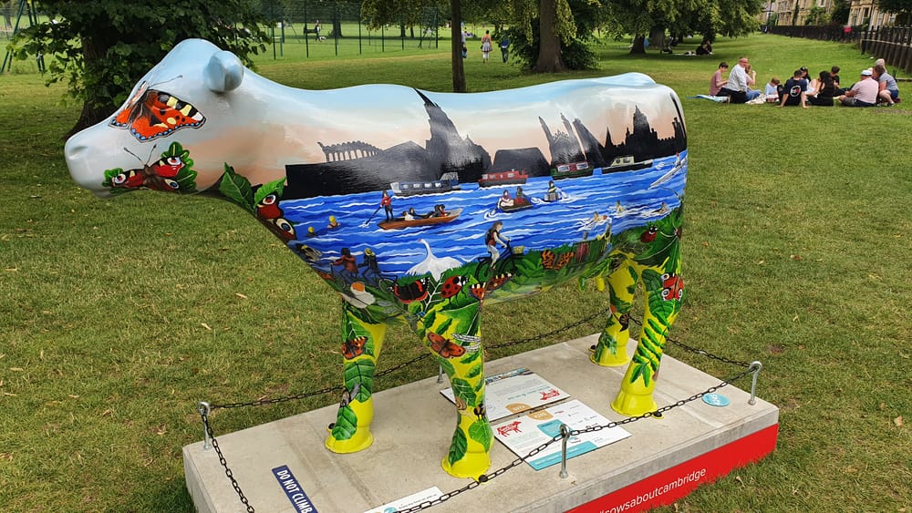 Cambridge cows