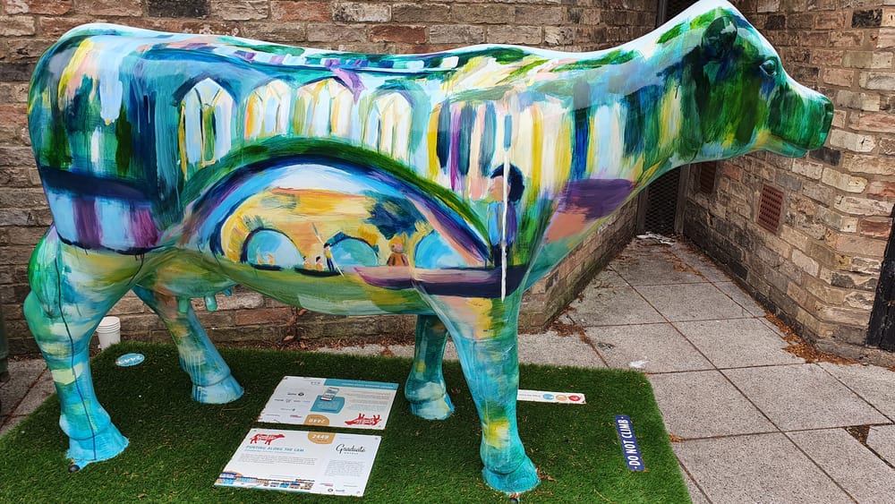 Cambridge cows