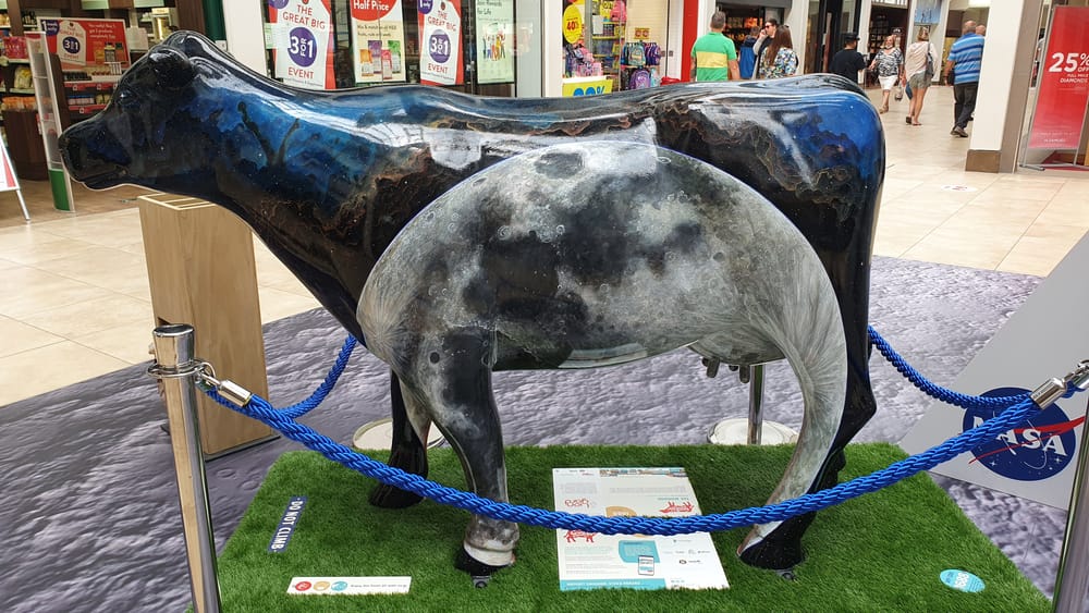 Cambridge cows