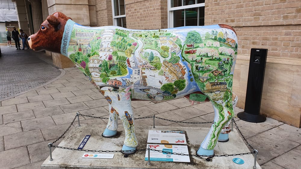 Cambridge cows