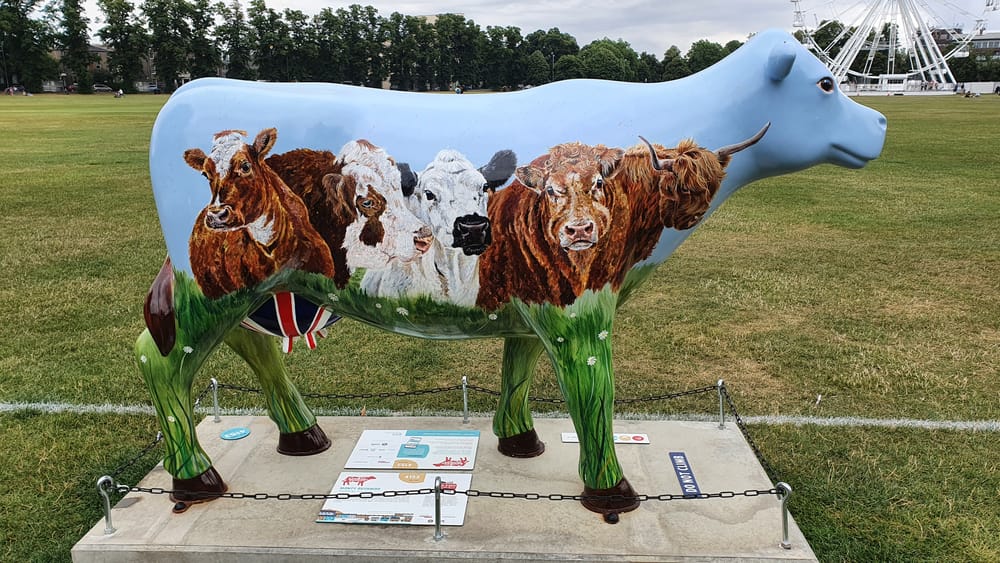 Cambridge cows