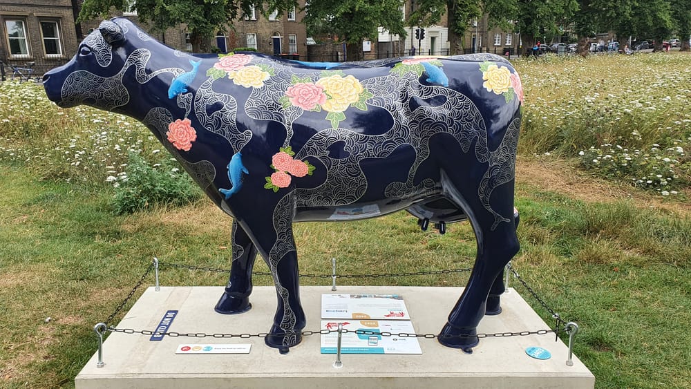 Cambridge cows