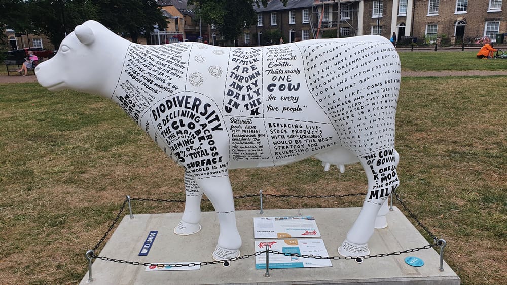 Cambridge cows