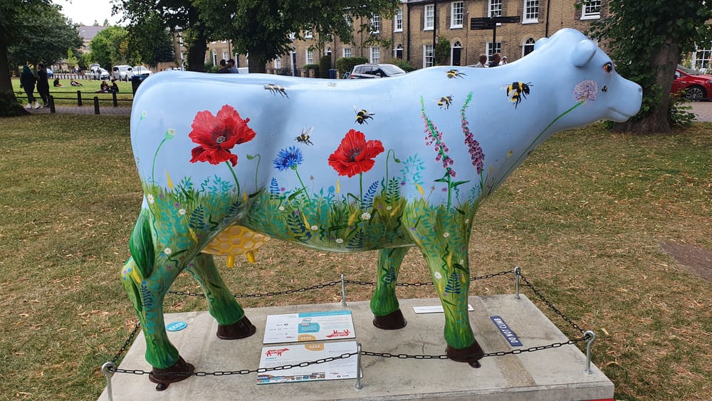 Cambridge cows