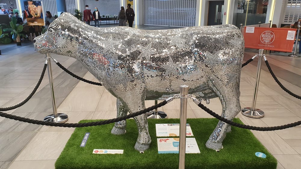 Cambridge cows