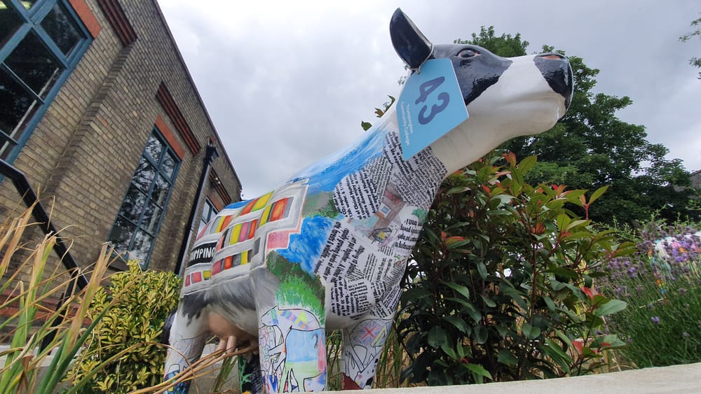 Cambridge cows