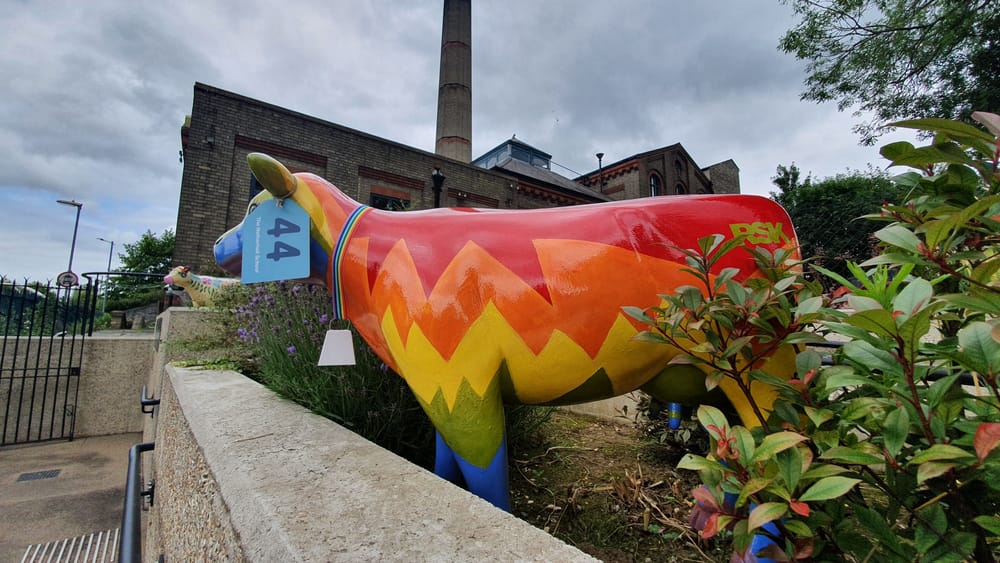 Cambridge cows