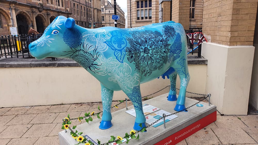Cambridge cows