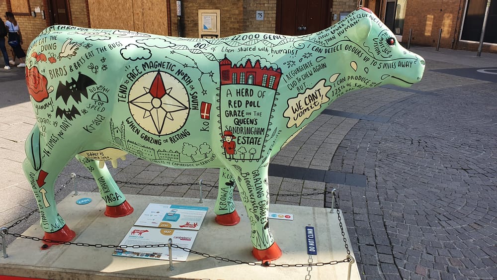 Cambridge cows
