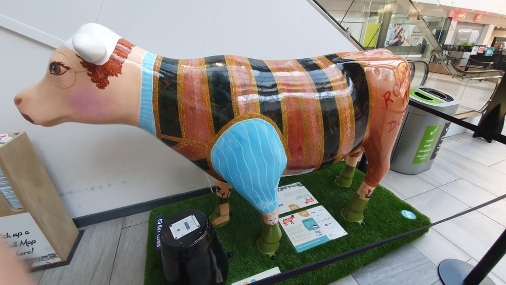 Cambridge cows