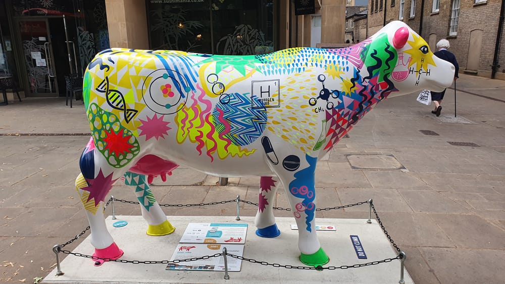 Cambridge cows