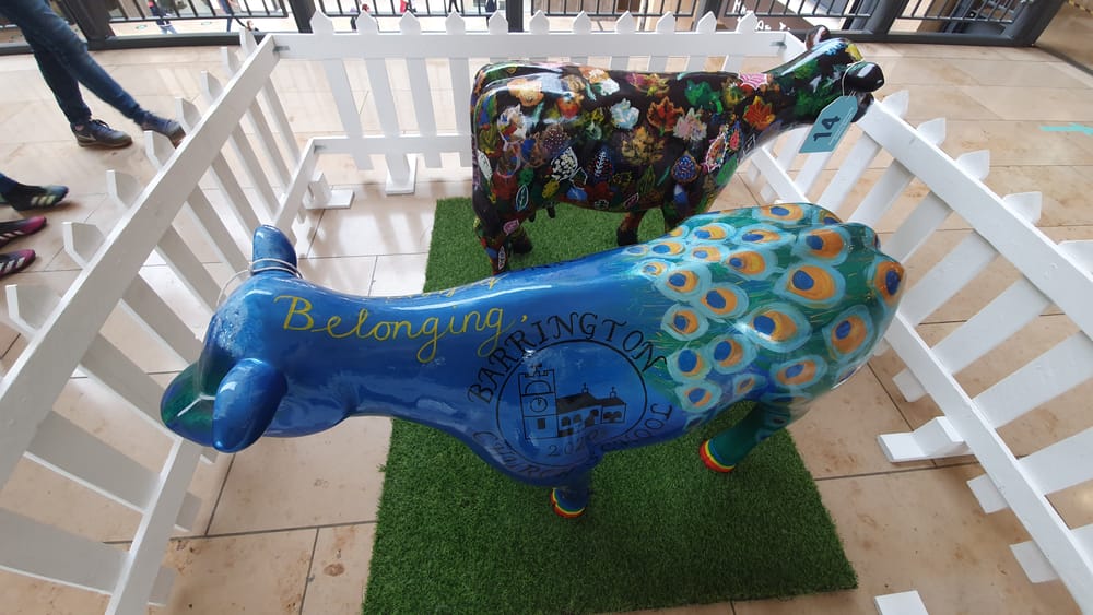 Cambridge cows