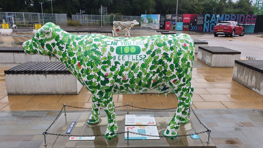 Cambridge cows