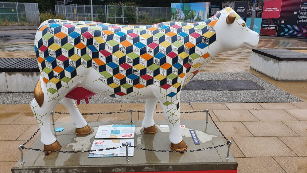 Cambridge cows