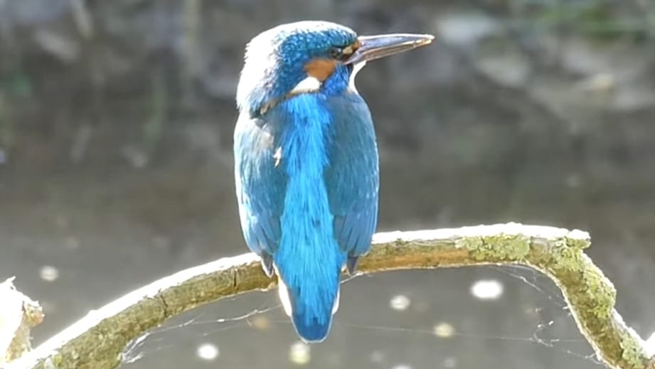 Kingfisher by the Cam