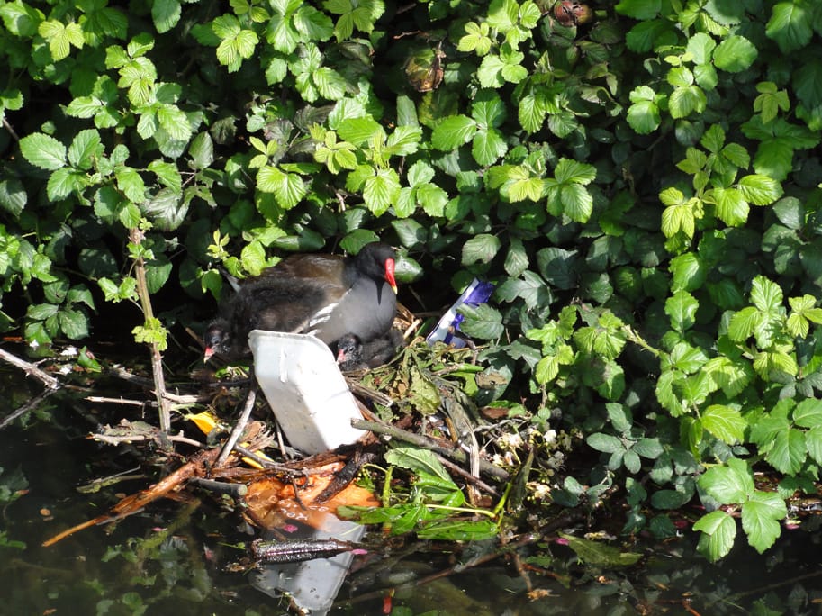 Moorhen nest built with discarded plastic litter.