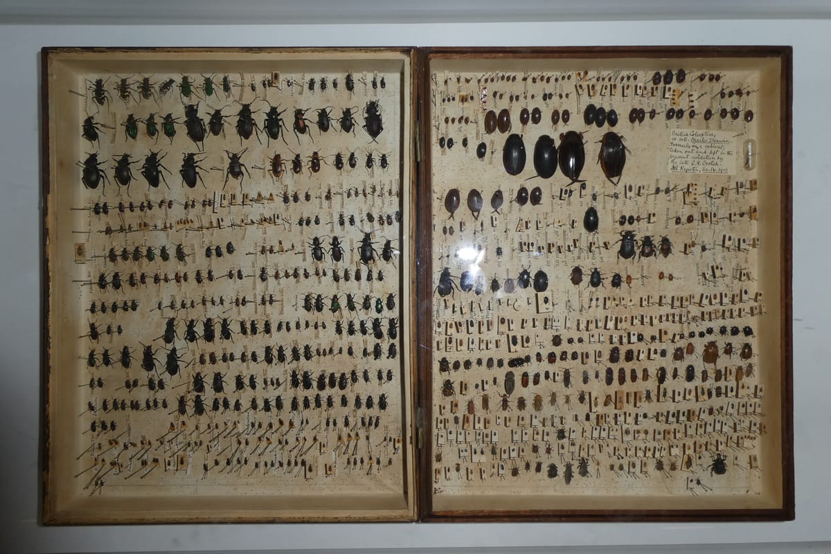 British beetles from Charles Darwin's own collection British beetles from Charles Darwin's own collection