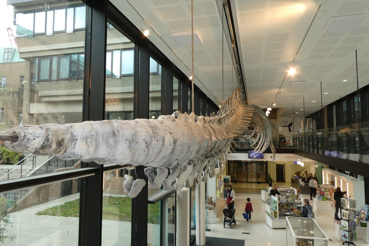 The fin whale running the length of the foyer The fin whale running the length of the foyer