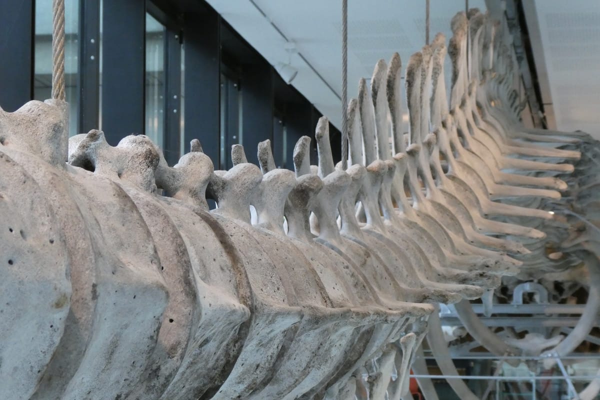 Vertebrae and ribs, from underneath Vertebrae and ribs, from underneath