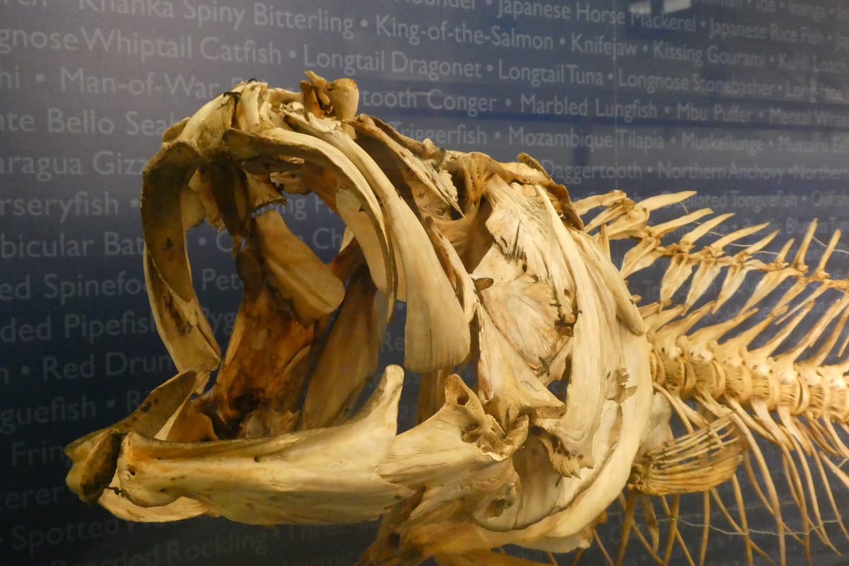 A fish skeleton, against a wall printed with the names of fish A fish skeleton, against a wall printed with the names of fish