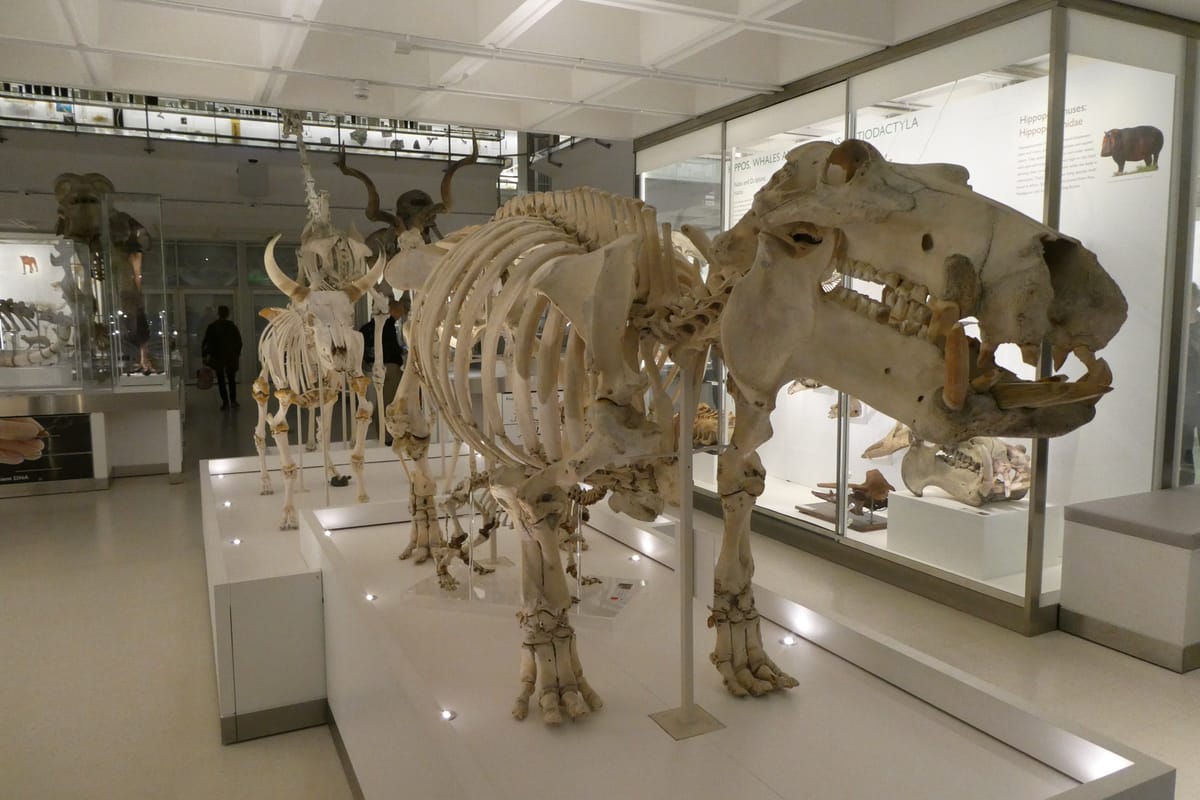 A hippopotamus skeleton, hoofed company lined up behind it A hippopotamus skeleton, hoofed company lined up behind it