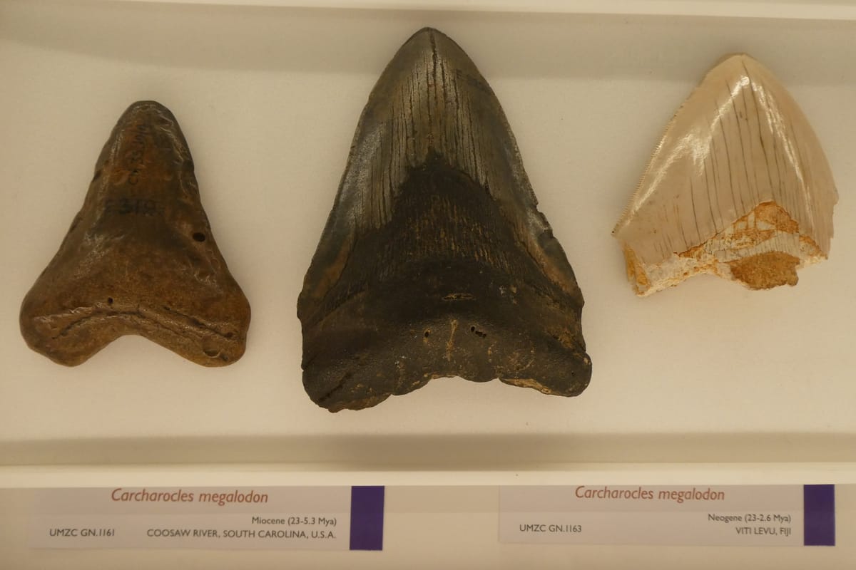 Megalodon teeth, from South Carolina and from Fiji Megalodon teeth, from South Carolina and from Fiji