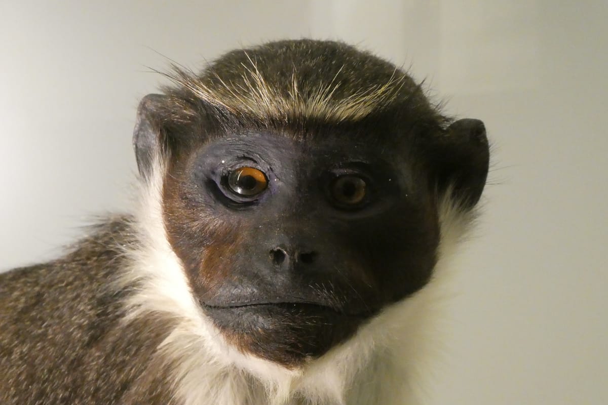 A monkey's face A monkey's face