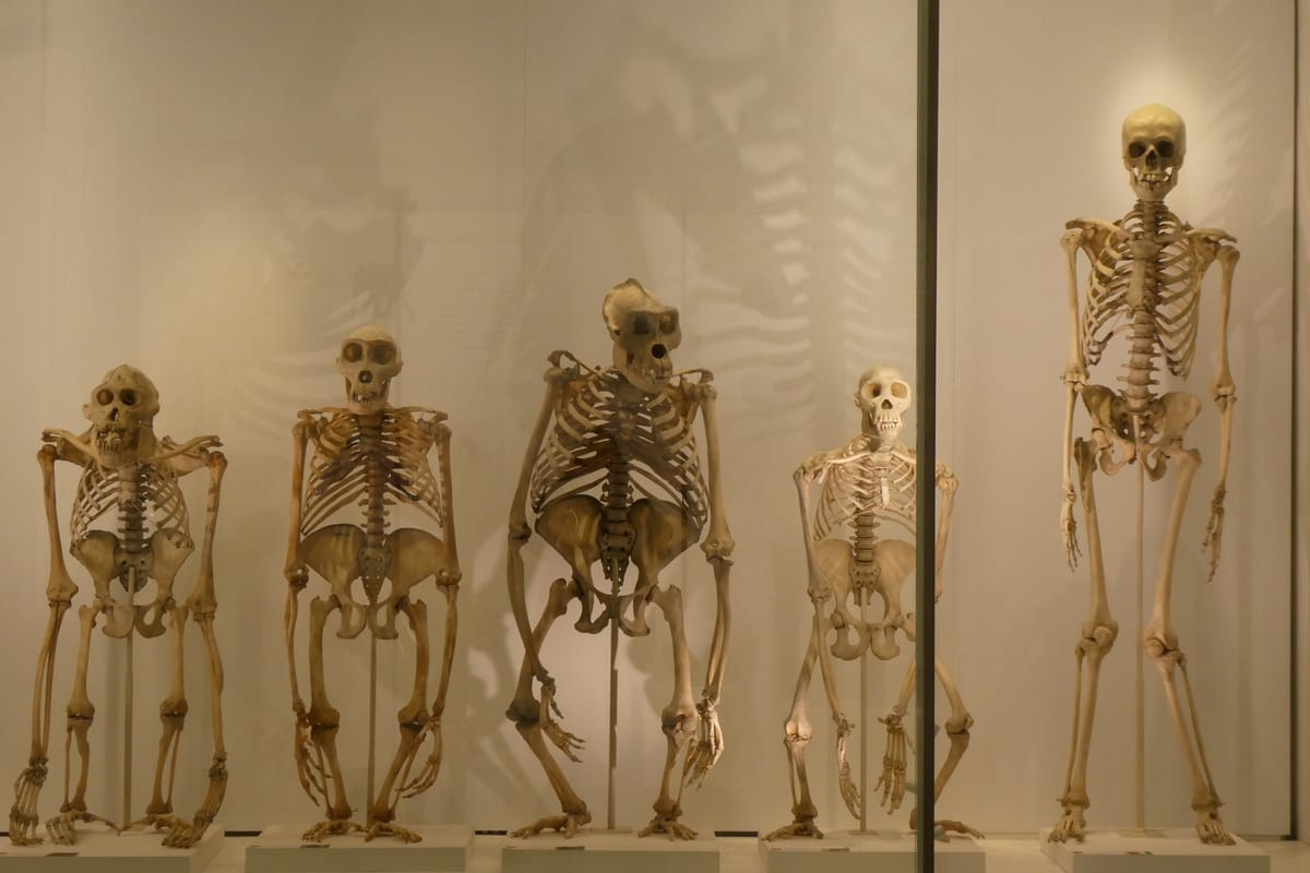 Apes in a row, and us on the end of it Apes in a row, and us on the end of it
