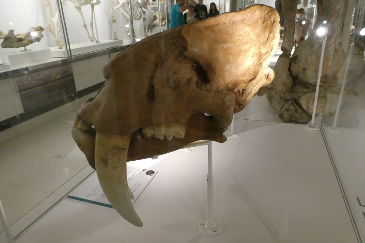 The skull of a sabre-toothed cat The skull of a sabre-toothed cat