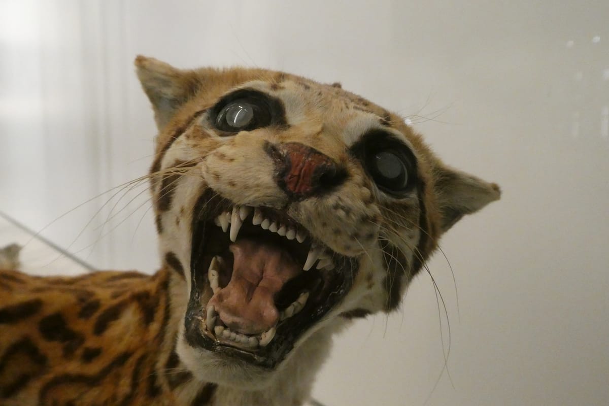 A spotted cat, caught mid-snarl A spotted cat, caught mid-snarl