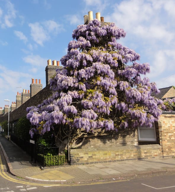 Orchard Street Wysteria