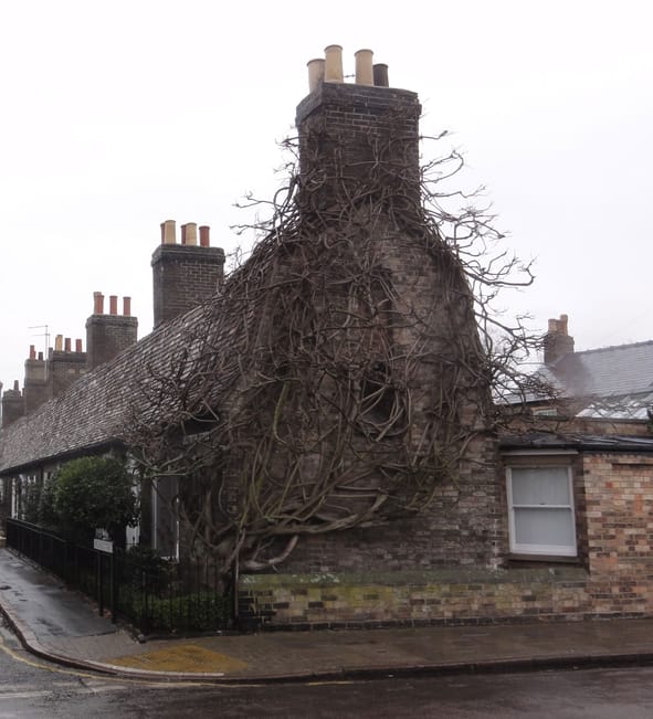 Orchard Street Wysteria