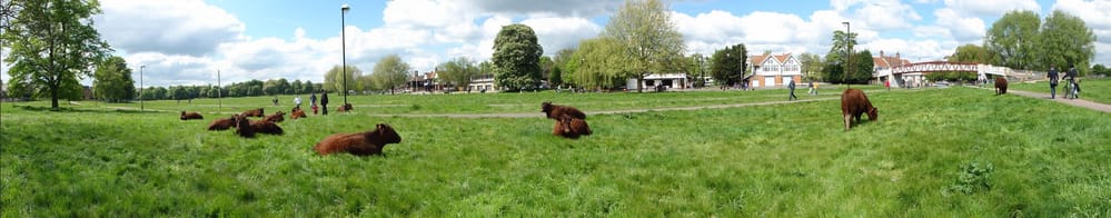Redpoll cows graze Midsummer Common