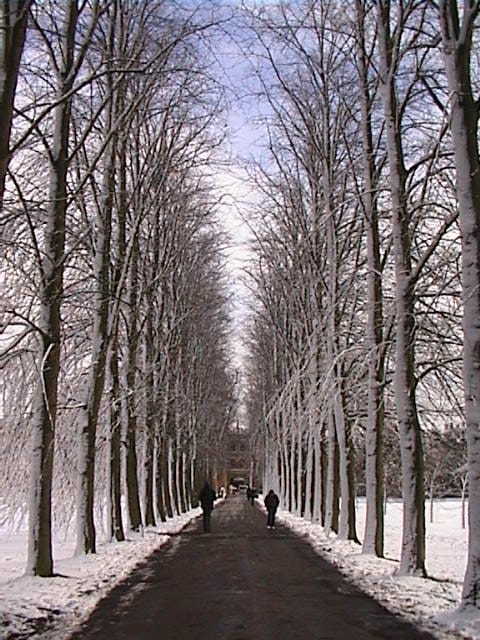 Snowy avenue, Trinity College