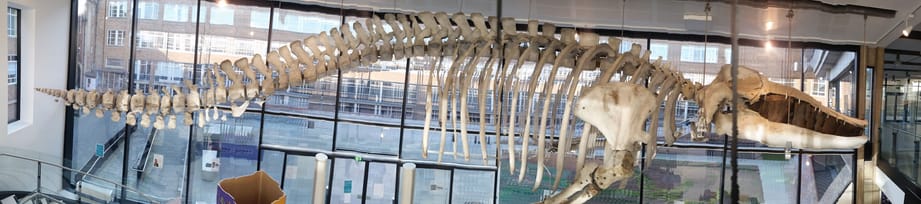 The Museum of Zoology